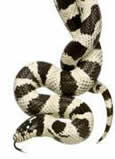 Serpente